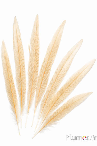 Goudfazant - 14-18 cm - crème